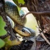 Uzovka stromova - Zamenis longissimus - Aesculapian Snake o0378